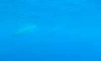 For the first time recorded images of the planet's most mysterious creature