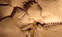 For the first time, the North American dinosaur mark was discovered