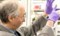 For the first time, yeast chromosomes were synthesized