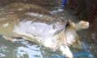 For the Sword Lake turtle to breed with Chinese turtles