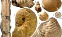 Fossil creatures 65 million years old