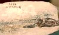 Fossil discovery of an ancient round fish