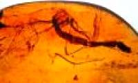 Fossil dragonflies lose their head 100 million years