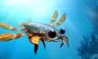 Fossils 90 million years ago revealed a bizarre crustacean appearance