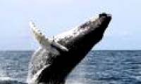 Fossils make scientists reconsider whale evolution theory