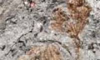 Fossils of the oldest flower in North America