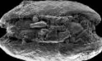 Fossils reveal Antarctica warmer than in the past