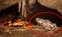 Found 2 million-year-old frog still living in oil field: 'Key' of human longevity?