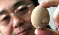 Found 600-year-old chicken egg
