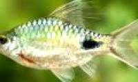Found a new breed of freshwater fish in Sri Lanka