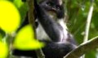Found a rare monkey on Borneo island