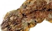 Found fossil lizard 120 million years old