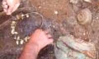Found gold ring dating back to 2,300 years