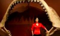Found huge shark teeth