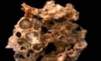 Found oxygen stored by bacteria in fossil samples 1.6 billion years ago