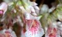 Found rare ginger flowers in Khanh Hoa