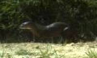 Found rare nose-haired otter in Borneo island