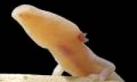 Found rare rare dragon in 5 Croatian caves