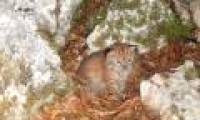 Found the Balkan feral cat that seemed to be extinct