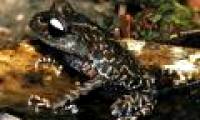Found white-eyed toad on Langbian plateau in Vietnam