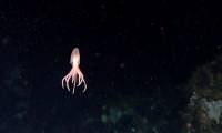 Four new species appear as 'hybrids' of extraterrestrial creatures