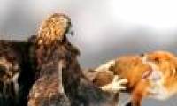 Fox and golden falcon