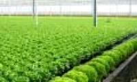 FPT and Fujitsu built a vegetable factory in Hanoi