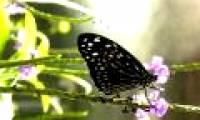 Fragile like butterfly wings, what will their fate be when the rain comes?