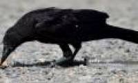 France used the crow to pick up trash, clean the street park