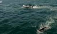 French athletes swim 8,850km across the Pacific