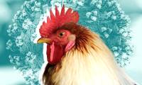 Frequently asked questions about bird flu transmitted to humans