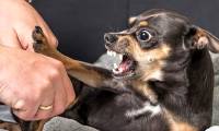 Frequently asked questions about rabies