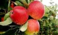 Fresh crispy apples for months