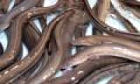 Fresh water made from ... eel