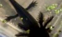 Freshwater monsters are found after being declared extinct