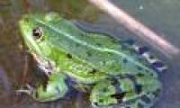 Frogs are standing on the brink of extinction