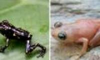 Frogs change color