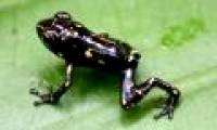 Frogs change color