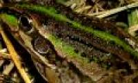 Frogs keep secrets to help people conquer the universe