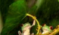 Frogs use leaves to cover rain for their partners