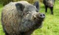 Fukushima is flooded with radioactive wild boar