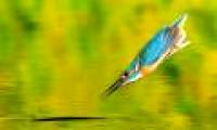 Funny kingfisher