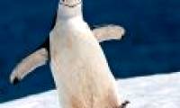 Funny moments of animals