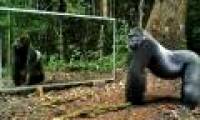 Funny reaction of animals when first mirroring