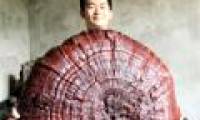 Ganoderma has a diameter of nearly one meter