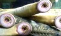 Gene can cure paralysis in fiends