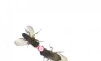 Gene caused male flies to vomit 'wedding gifts' for female flies
