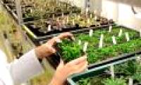 Gene controls plant growth