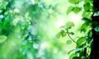 Gene controls the activity of flowers