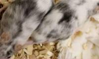 Gene editing to select sex for animals to reduce killing